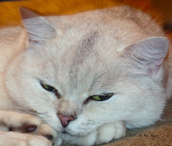 Non merci pas de photo ce soir